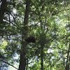 Eastern Gray Squirrel Drey (nest)
