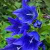 Blue Bell flower