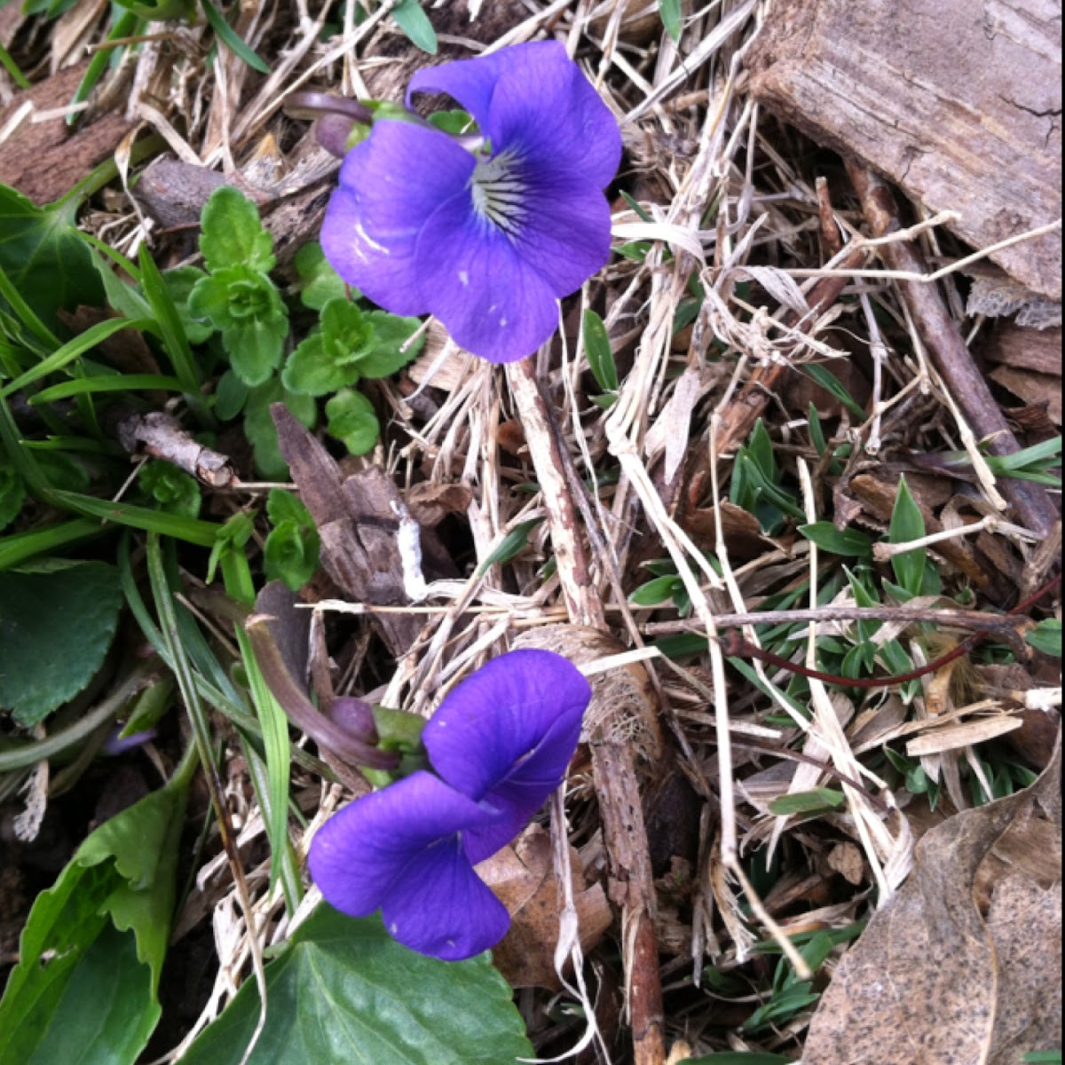 Wild violets