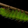 Tussar Silk Moth Caterpillar