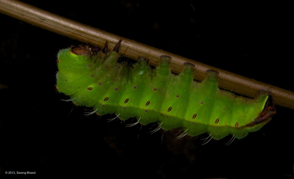 Tussar Silk Moth Caterpillar