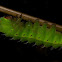 Tussar Silk Moth Caterpillar