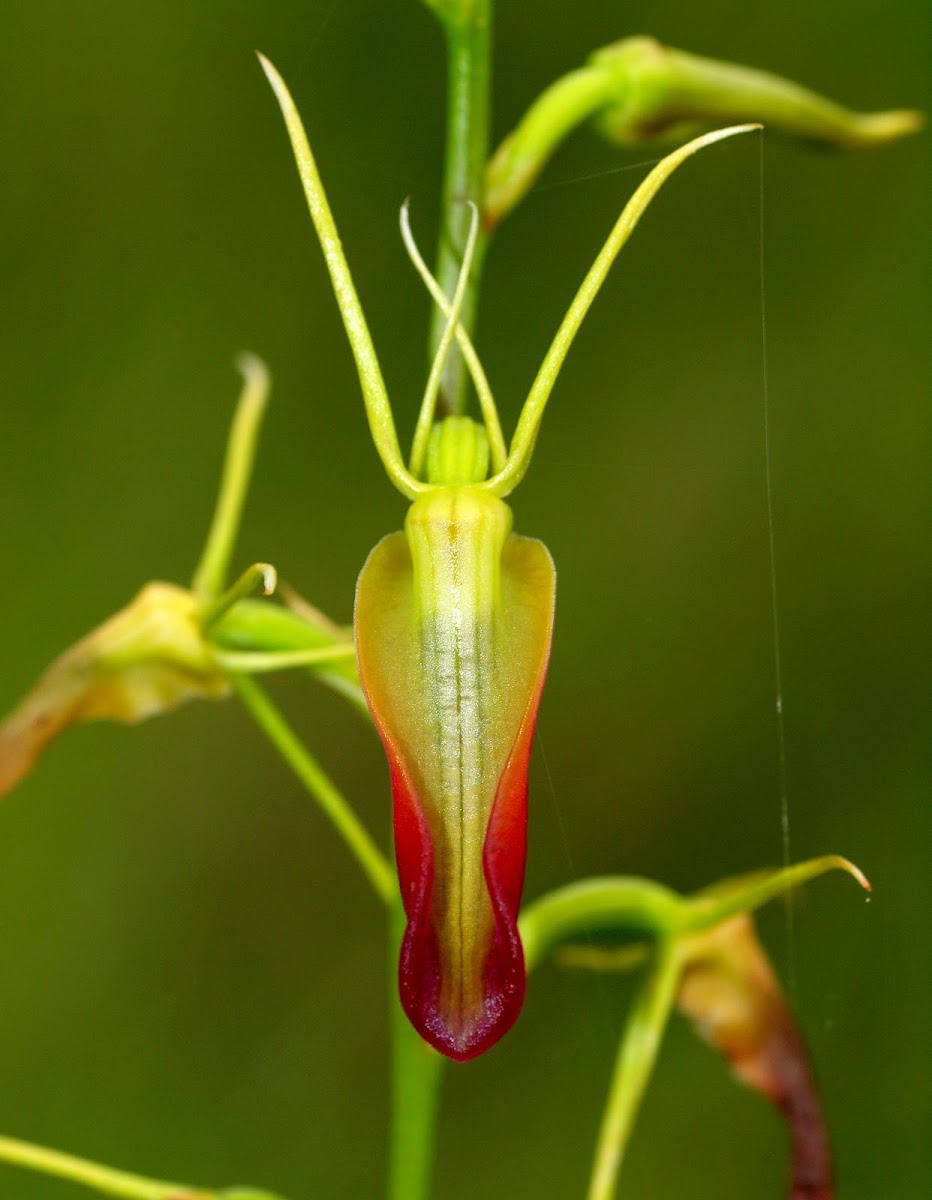 Large Tongue Ground Orchid
