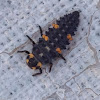 Seven-spotted Ladybug (larva)