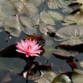 by Farzana Sami - Flowers Flower Arangements