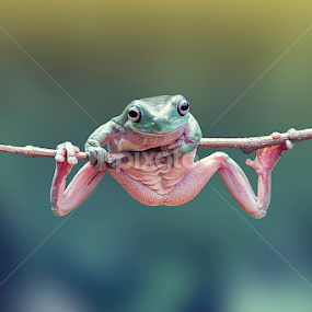 hold on by Robert  Fly - Animals Amphibians