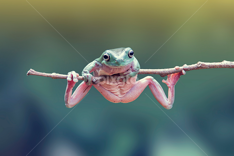 hold on by Robert  Fly - Animals Amphibians