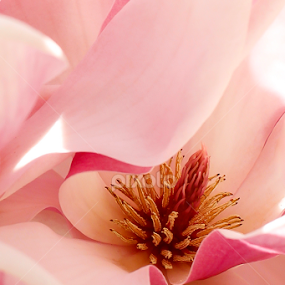 Pink by Nancy Merolle - Flowers Single Flower