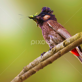 Red vented Bulbul. by Kallol Kr Roy - Animals Birds