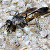 Thin-waisted Wasp