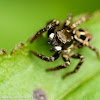 Twin-flagged jumping spider (female)
