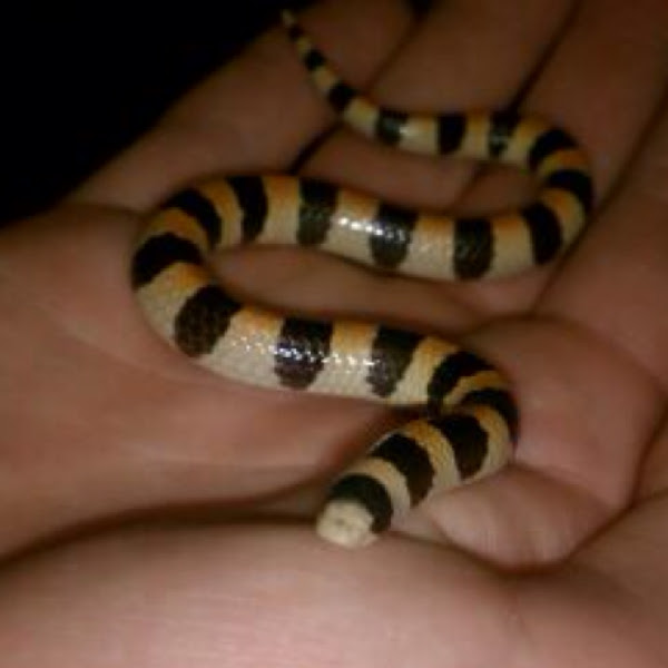 Banded Sand Snake Project Noah