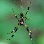 Golden-silk Orb Weaver Spider
