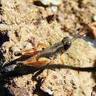 Cooloola Shortwing Grasshopper