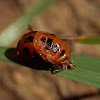 Multicolored Asian Lady Beetle pupa