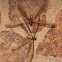 Fungus-growing Termite