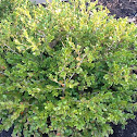 Boxwood