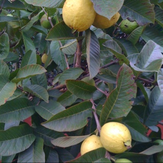 guava tree