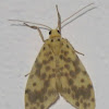 Moth