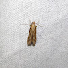 Burdock Seedhead Moth