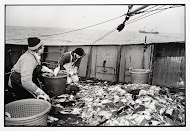 TX34 Sola Gratia. Een boomkorkotter