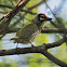 Coppersmith Barbet or Crimson-breasted Barbet or Coppersmith