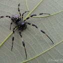 Nephilid Spider - Male & Female