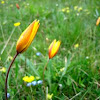 Wild tulips