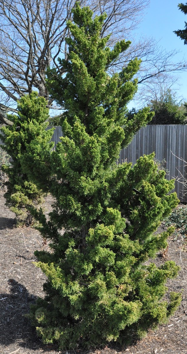 Hook's Juniper Project Noah