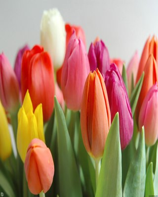 Beautiful Flowers Wallpaper - Android Apps on Google Play