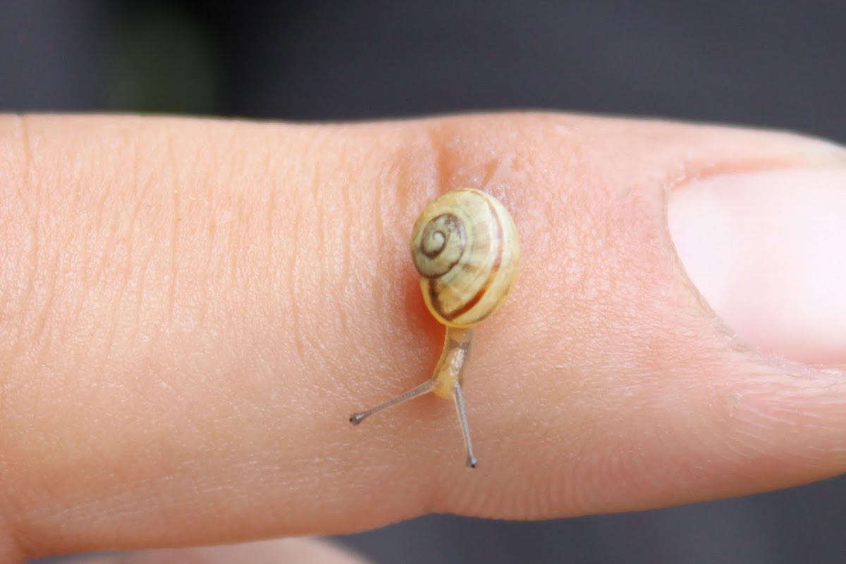 Grove snail (Hain-Bänderschnecke)
