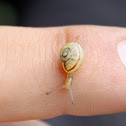 Grove snail (Hain-Bänderschnecke)