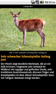 Free Rotwild ansprechen APK