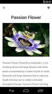 Natural Remedies for Anxiety Screenshots 7