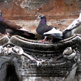 The Three Birds by Syed Hasibul Hasan - Animals Birds