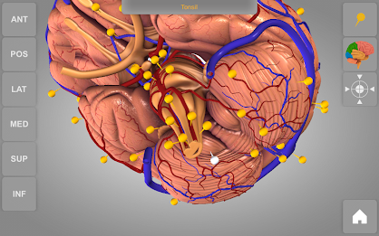 Brain 3D Anatomy Lite poster 3