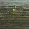 Cobweb Spider, male