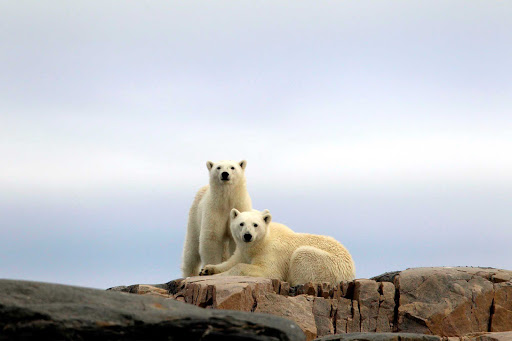 Svalbard-polar-bears-on-rock - During your cruise aboard the Hurtigruten cruise ship Fram you'll have the chance to capture amazing photos of polar bears in their natural habitat. 