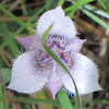 Northwestern Mariposa Lily