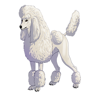 Widgets store: Poodle