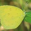 Anderson's Grass Yellow
