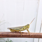 Differential Grasshopper