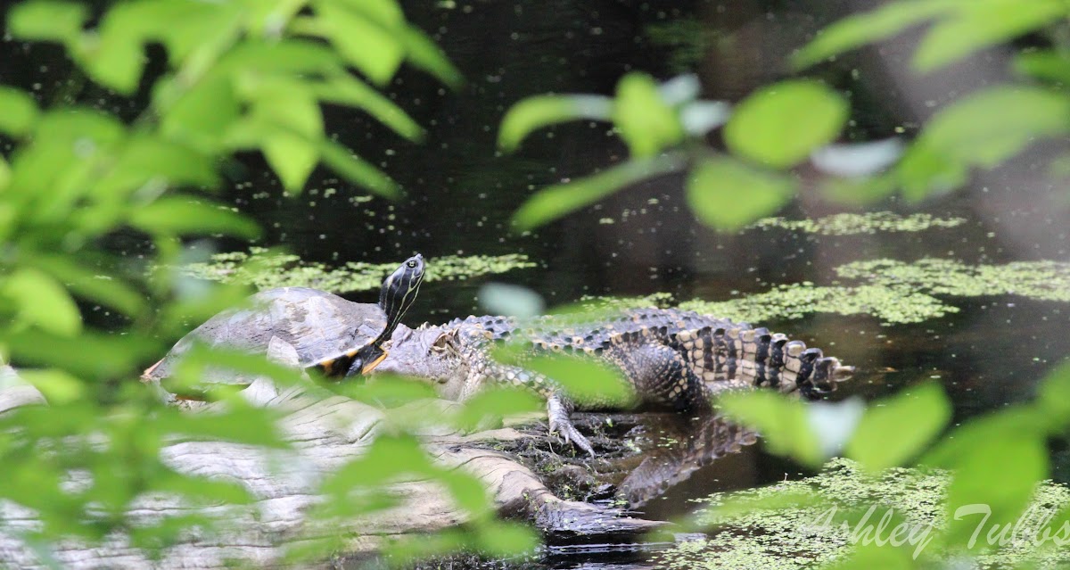 River Cooter and American Alligator