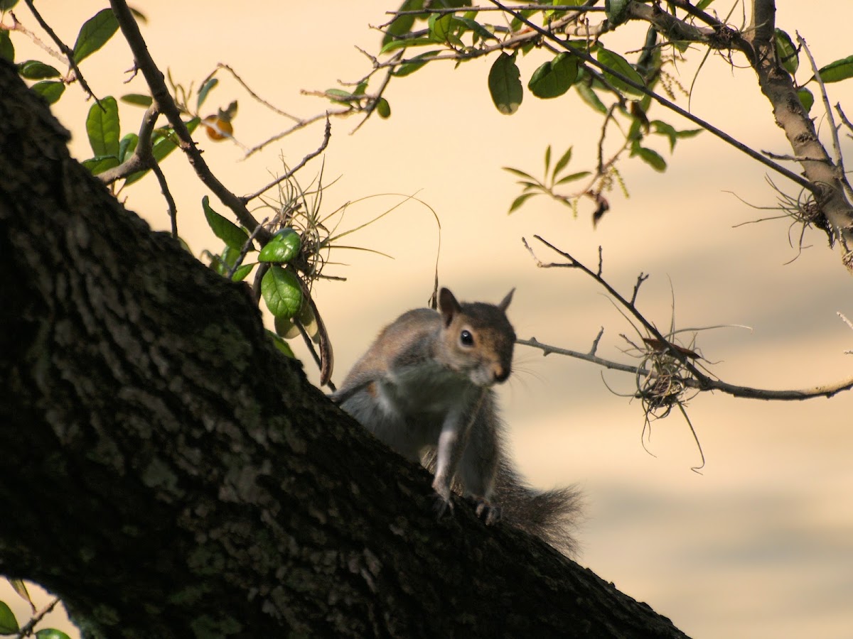 Eastern grey squirrel (Florida)