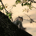 Eastern grey squirrel (Florida)