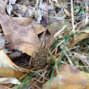 Wolf spider with babies