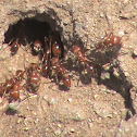 red ants