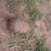 Speke's Hinged Tortoise