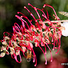 Red Grevillea with Spit Beetle & Bee
