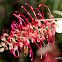 Red Grevillea with Spit Beetle & Bee